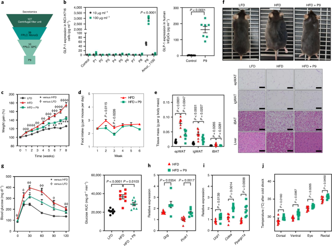 I snap entreprenør Akkermansia muciniphila secretes a glucagon-like peptide-1-inducing protein  that improves glucose homeostasis and ameliorates metabolic disease in mice  | Nature Microbiology