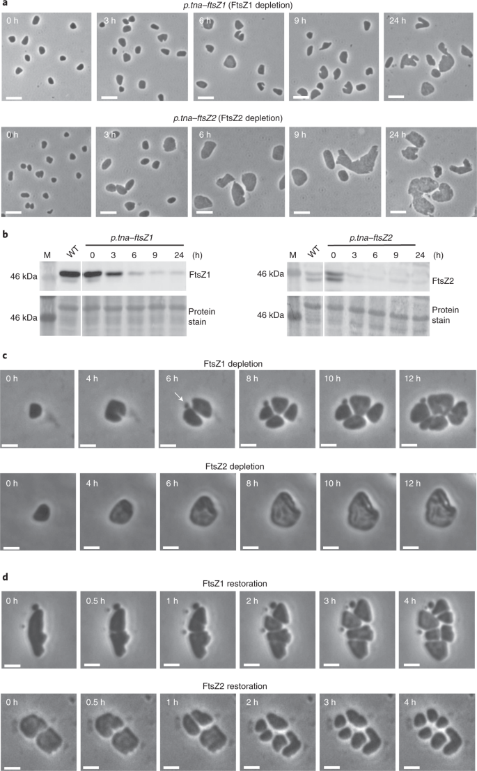 Cell Division In The Archaeon Haloferax Volcanii Relies On Two Ftsz Proteins With Distinct Functions In Division Ring Assembly And Constriction Nature Microbiology Cell Division In The Archaeon Haloferax Volcanii Relies On Two Ftsz Proteins With Distinct Functions In Division Ring Assembly And Constriction Nature Microbiology