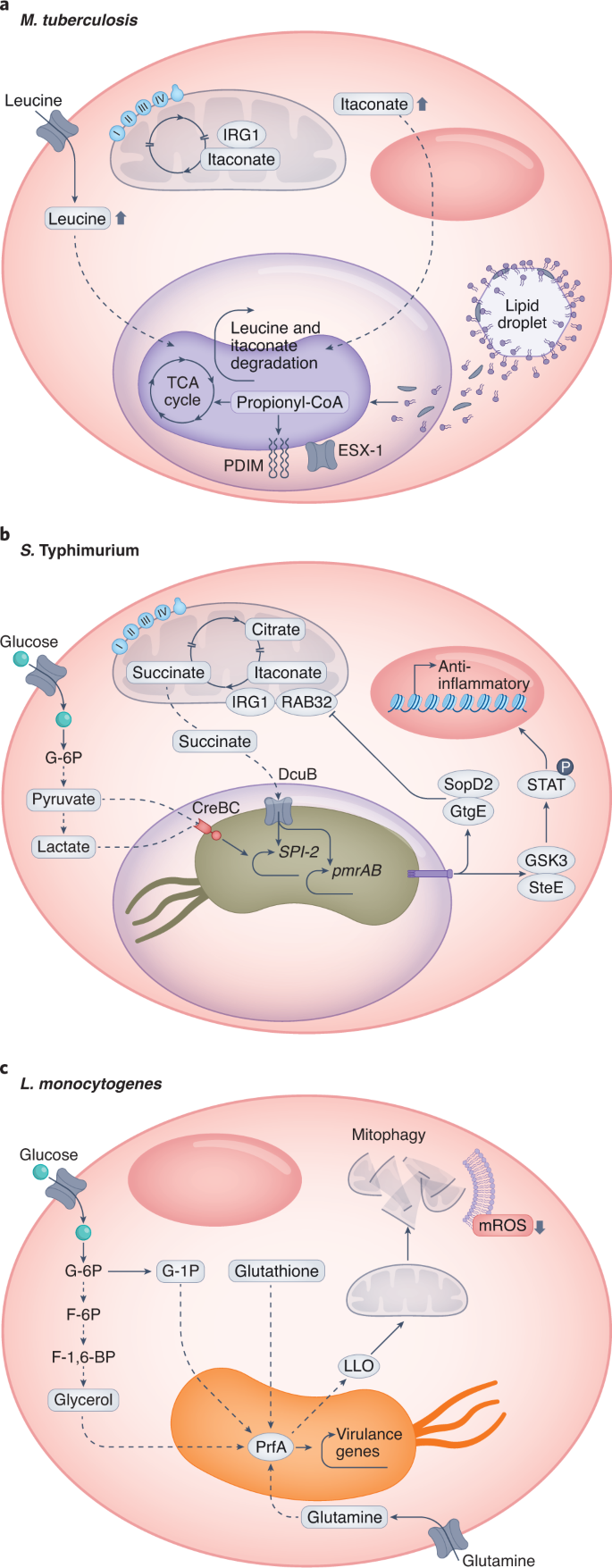 Immunometabolic crosstalk during bacterial infection