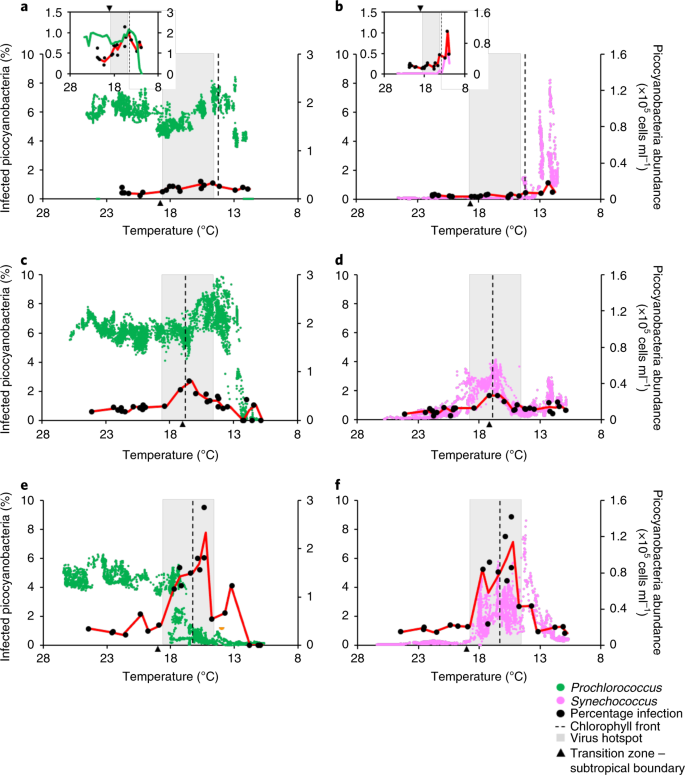 Fig. 4: Viral infection patterns of picocyanobacteria in the North Pacific Ocean.