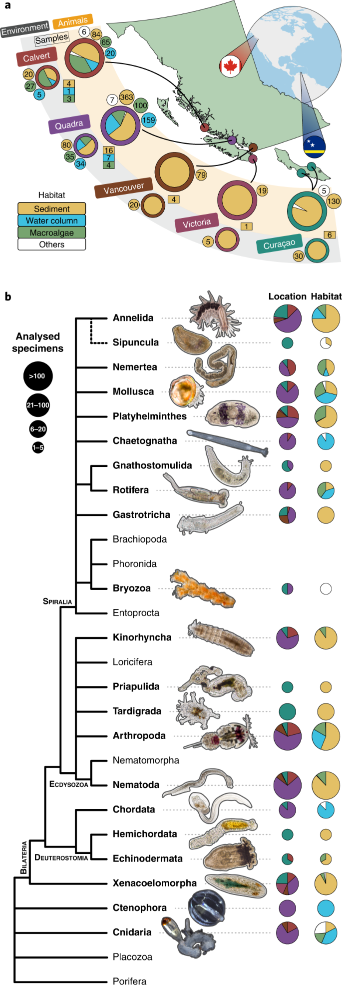 Microbiomes of microscopic marine invertebrates do not reveal signatures of  phylosymbiosis | Nature Microbiology