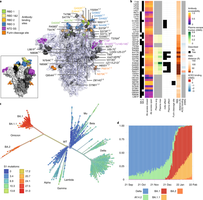 Fig. 1: Spike amino acid changes, phylogeny and emergence of the Omicron variant.