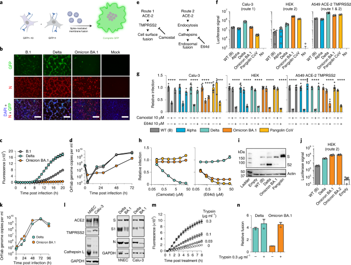 Fig. 5: Omicron exhibits reduced syncytia formation and has switched entry route.