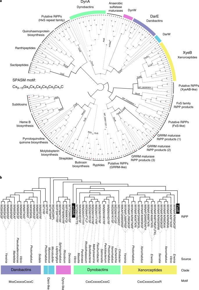 Computational identification of a systemic antibiotic for Gram 