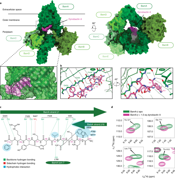 Computational identification of a systemic antibiotic for Gram 