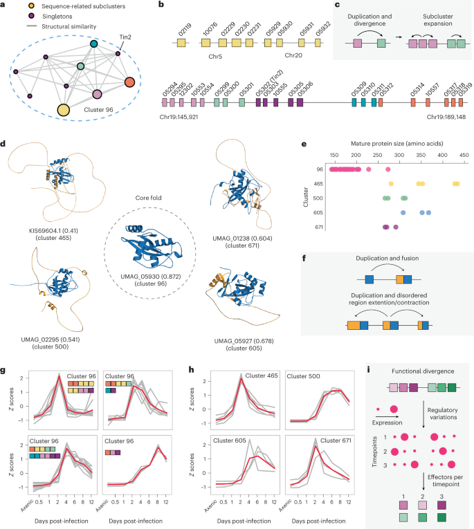 Fig. 4: The evolution of Tin2-like effectors in U. maydis.