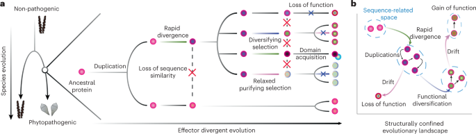 Fig. 6: The divergent evolution of effectors.