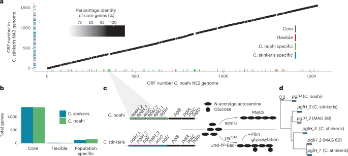 Fig. 2: The two dominant Campylobacteraceae populations have highly similar gene content but divergent pgl operons.