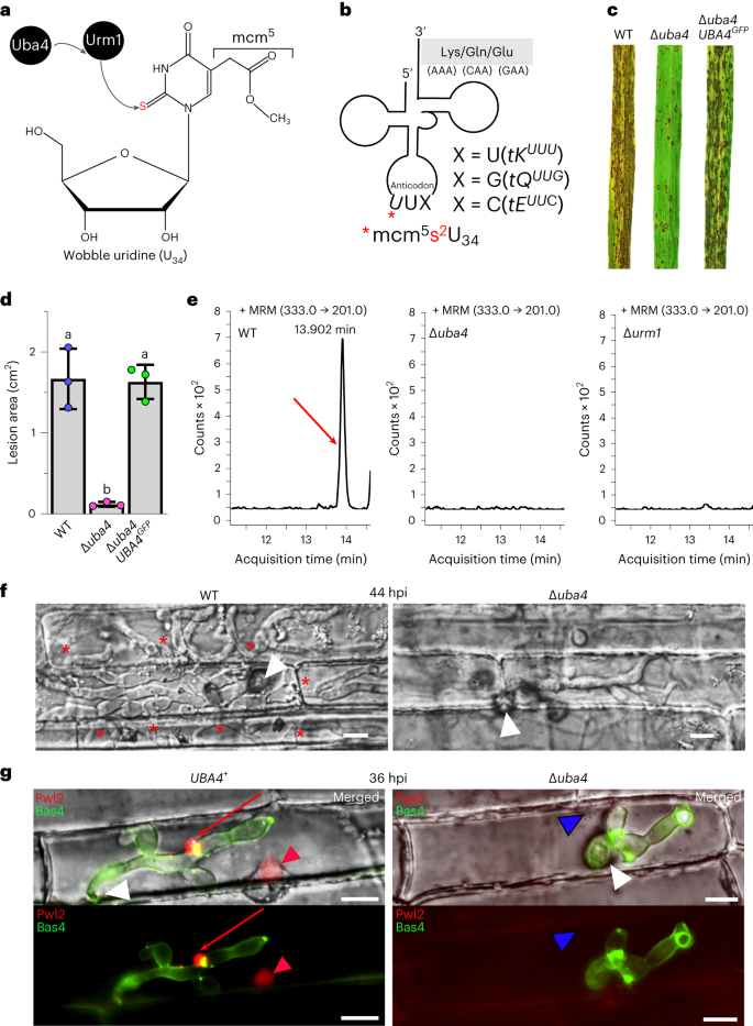 Unconventional secretion of Magnaporthe oryzae effectors in rice