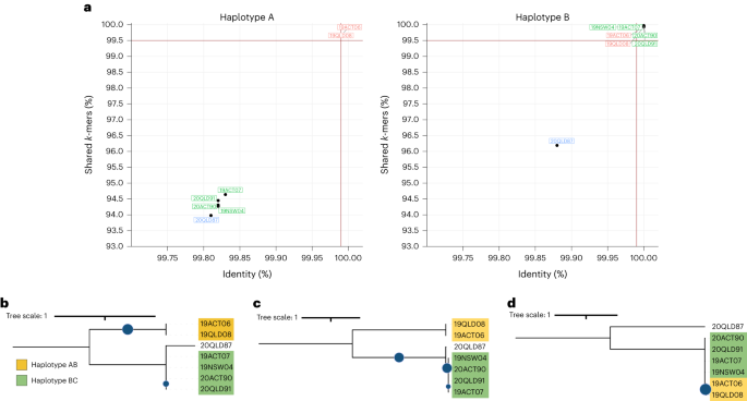Fig. 1: Three distinct lineages and four haplotypes are present in a collection of seven Australian Pt isolates.