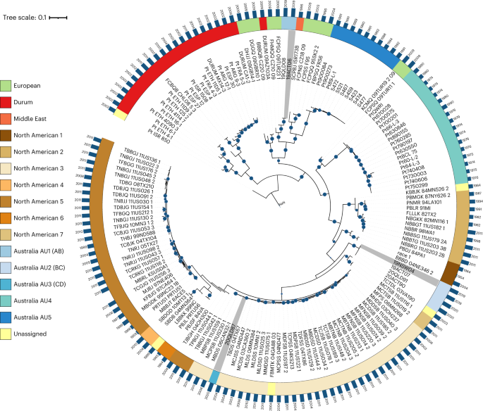 Fig. 3: Phylogenetic tree with the diploid genome of 19NSW04 (BC) as the reference.