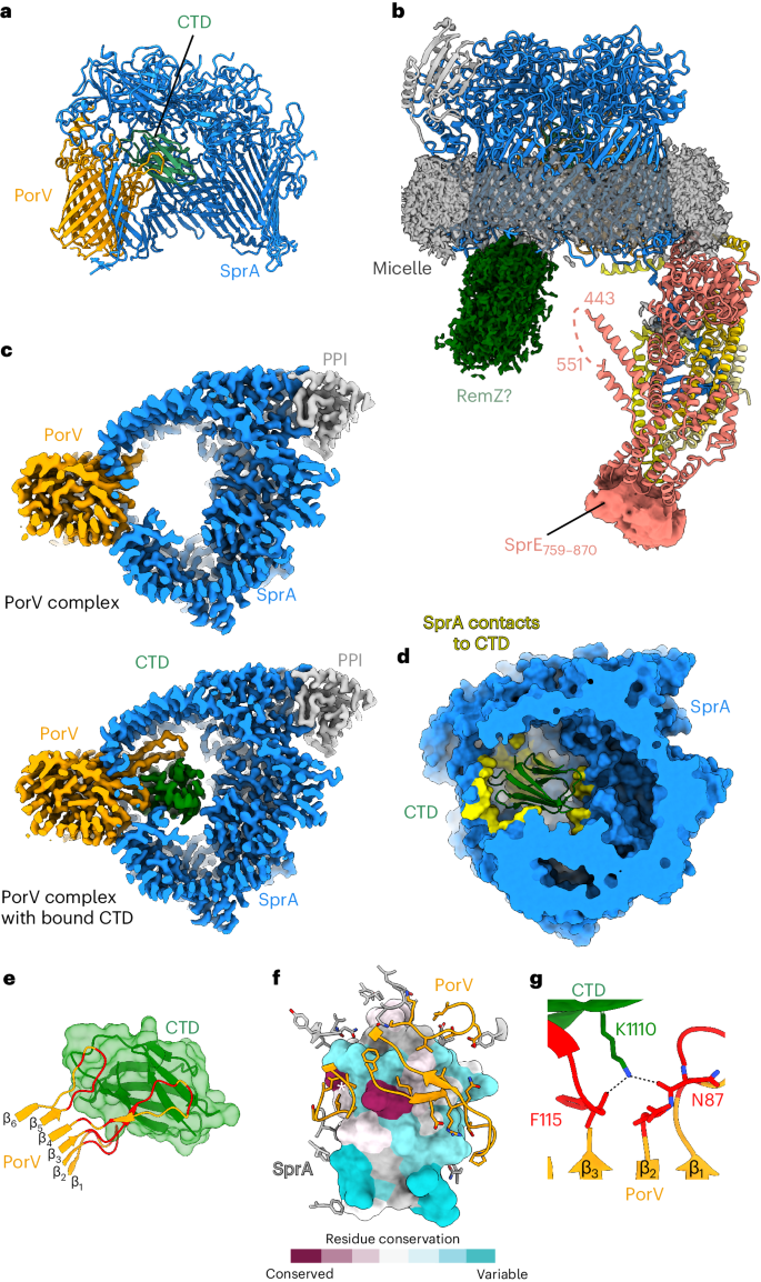 Structural insights into the mechanism of protein transport by the Type 9  Secretion System translocon | Nature Microbiology