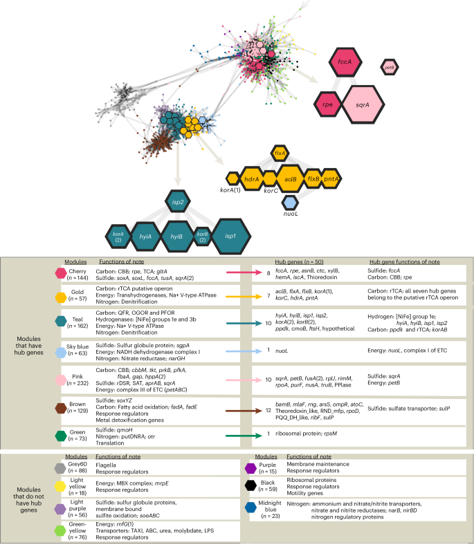 Fig. 3: Visualization of network and hub genes made with WGCNA and Cytoscape.