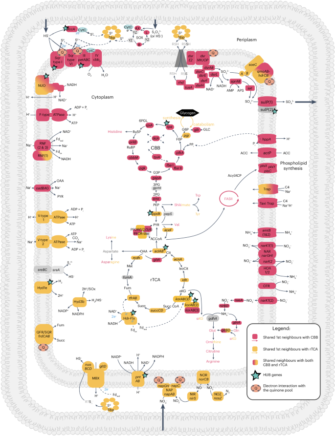 Fig. 5: Co-expression patterns in Endoriftia carbon and energy metabolism.