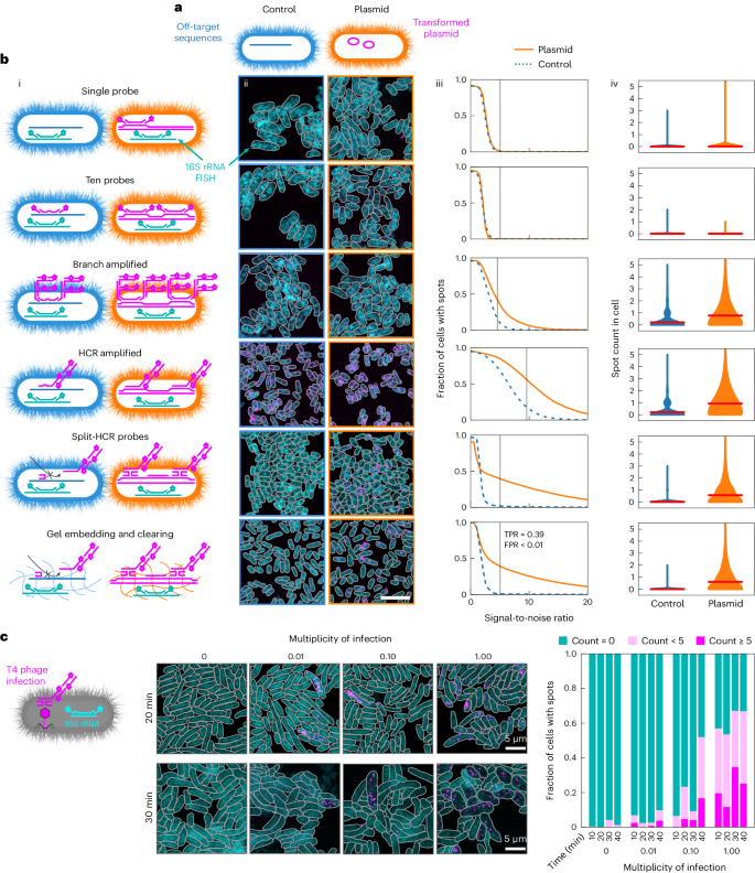 Fig. 1: Single-molecule MGE-FISH.