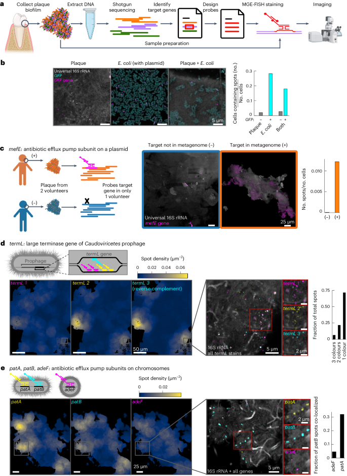 Fig. 2: MGE-FISH in human oral plaque.