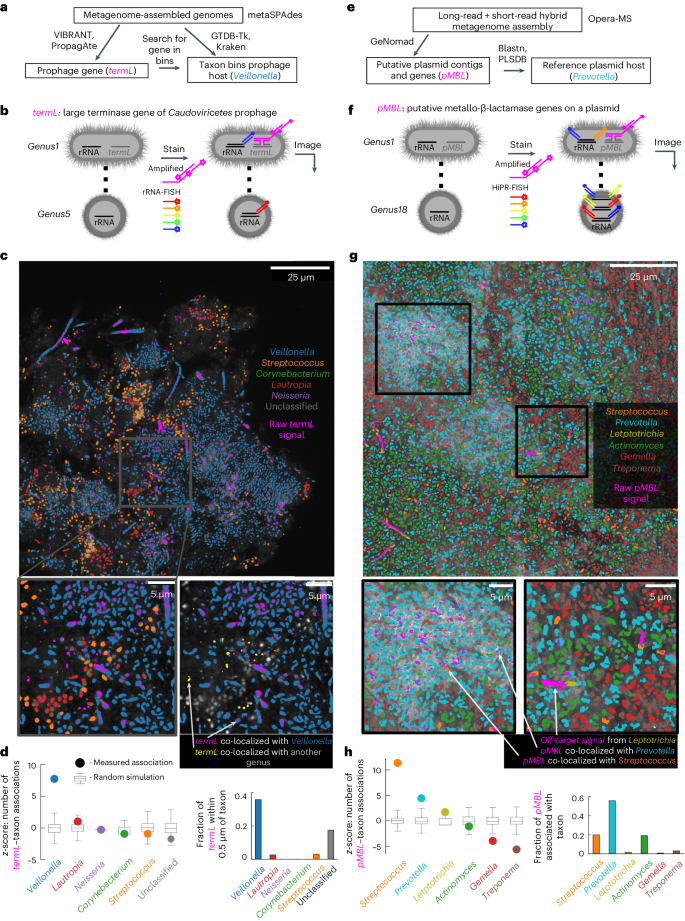 Fig. 3: Combined MGE and taxonomic mapping.