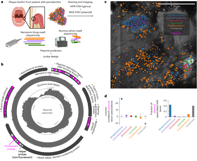 Fig. 4: Identifying the host taxon of a previously undescribed plasmid.