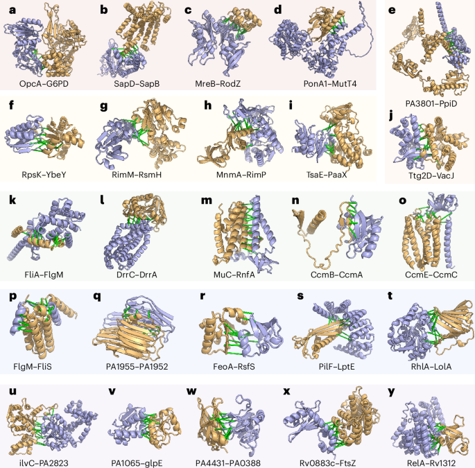 Fig. 3: Computed models of binary protein complexes.