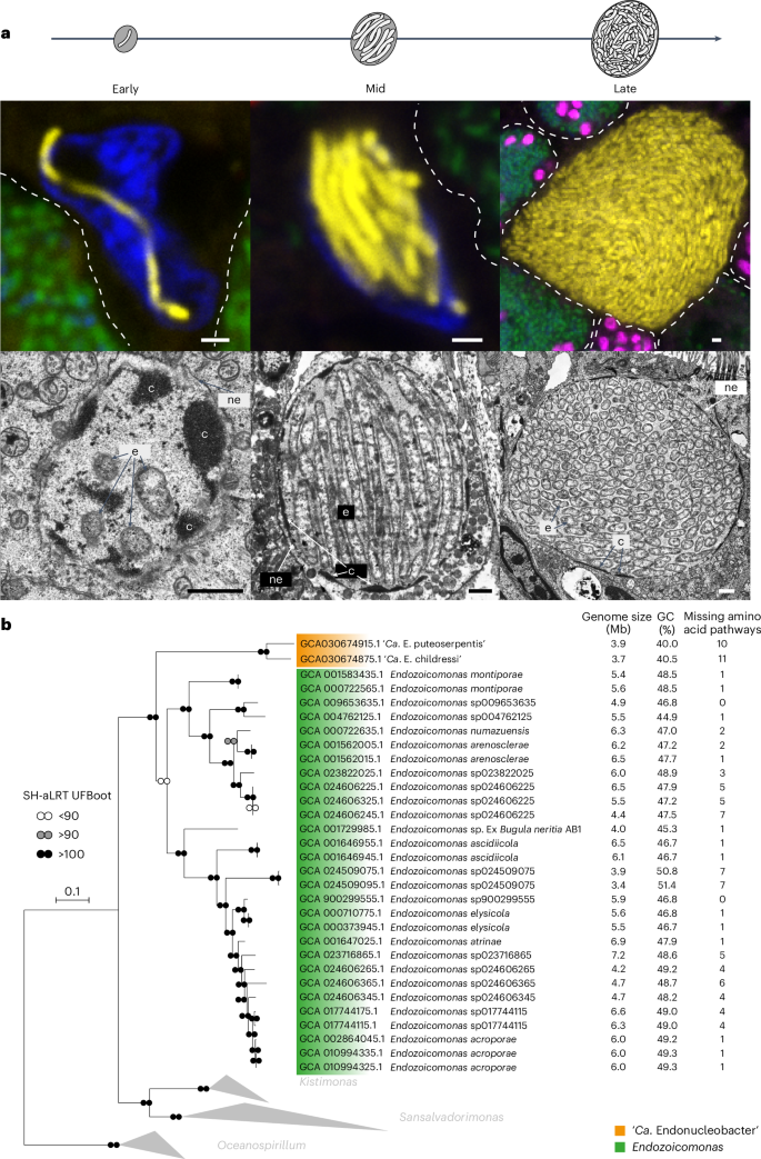 核の中の寄生虫(Parasite in the nucleus)