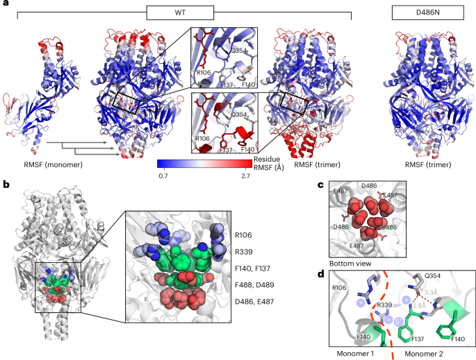 Fig. 3: Regions of instability in RSV F form upon trimerization.