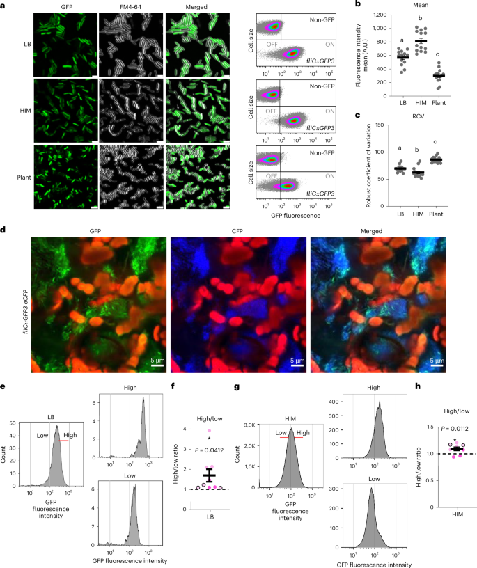 Fig. 1: Flagella display phenotypic heterogeneity in Pseudomonas syringae.