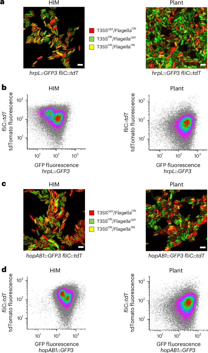Fig. 2: Flagellar and T3SS expression display independent heterogeneous expression at the single-cell level.