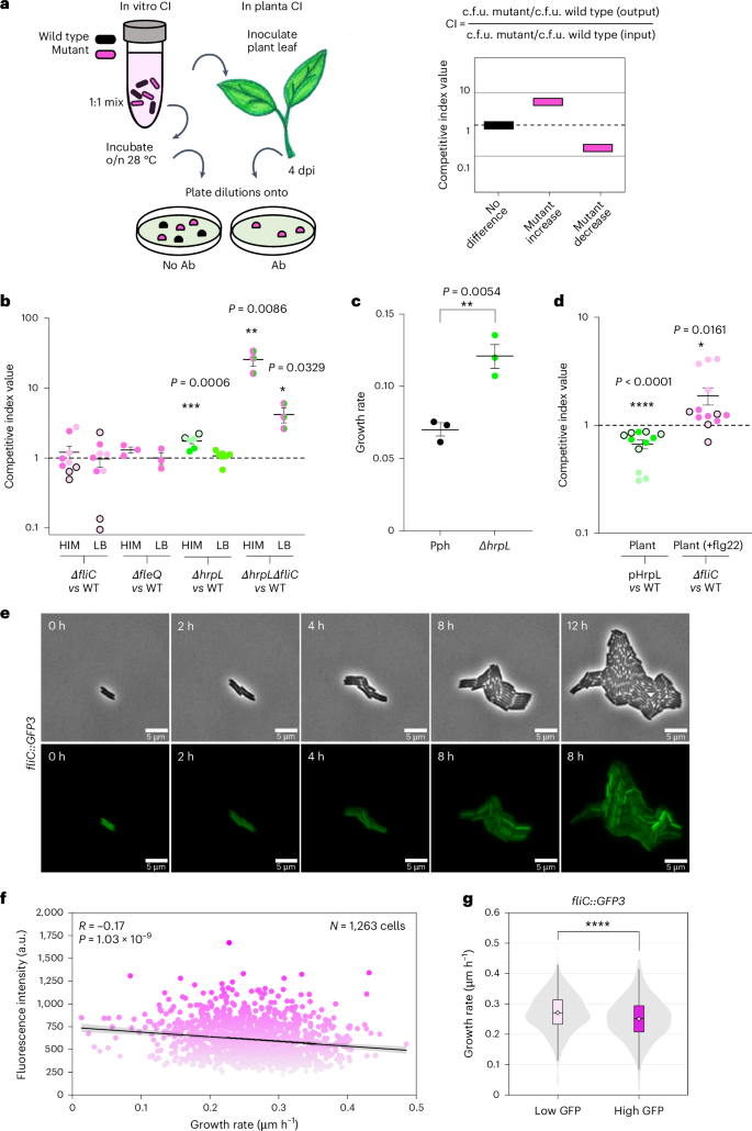 Fig. 3: Flagellar and T3SS expression impact on bacterial growth.
