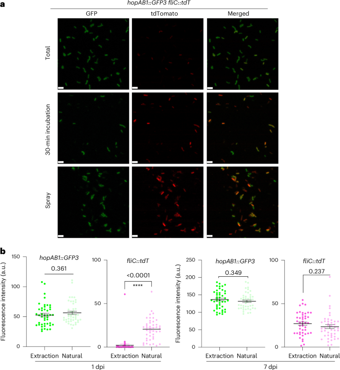 Fig. 5: Active exit from infected tissues is carried out by FlagellaON bacteria.
