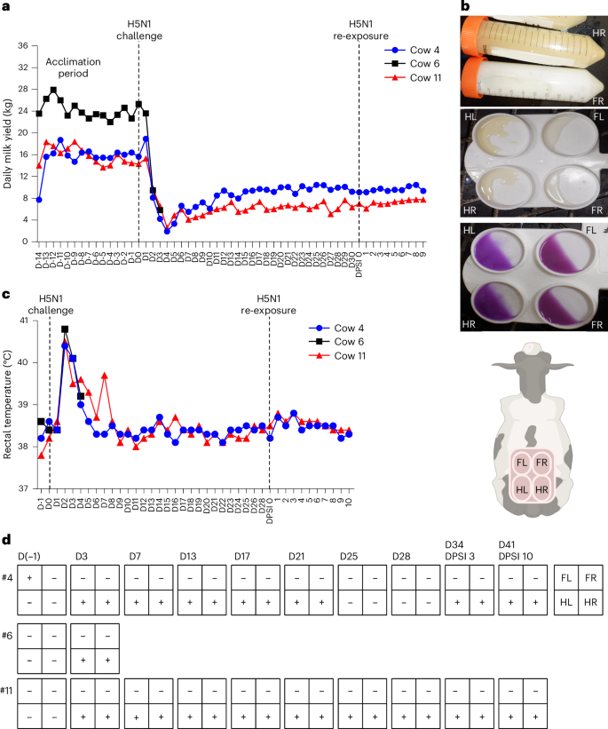 Fig. 2: Clinical responses following primary inoculation and re-exposure.