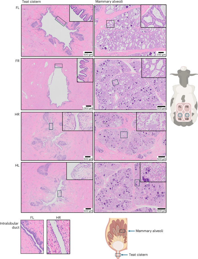 Fig. 3: Histological examination of the teat cistern and mammary alveoli following primary inoculation.