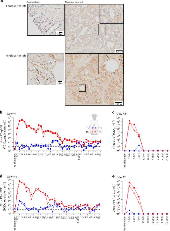 Fig. 4: Immunohistochemical staining for influenza A following primary inoculation and virus detection in milk.