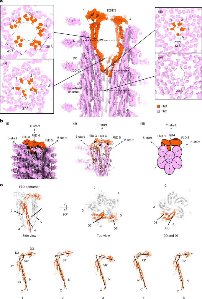 Fig. 2: Structure of the native cap complex and its interaction with the filament.