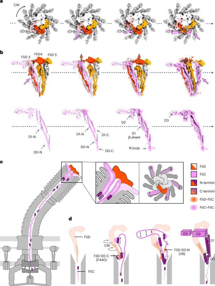 Fig. 3: Conformational changes to the cap and flagellin subunits upon filament assembly.