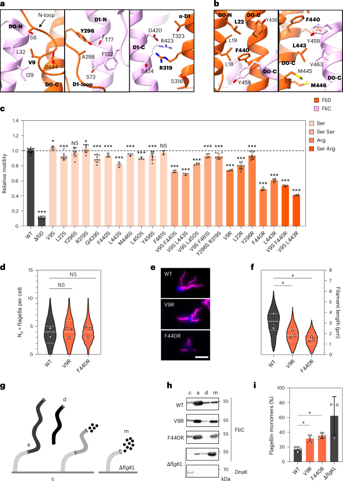 Fig. 4: FliD terminal regions mediate flagellin insertion at the flagellar distal end.
