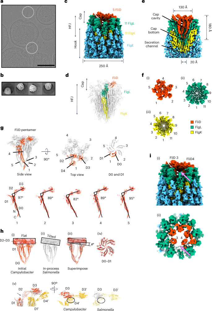 Fig. 6: Structure of the cap complex bound to the HFJ.