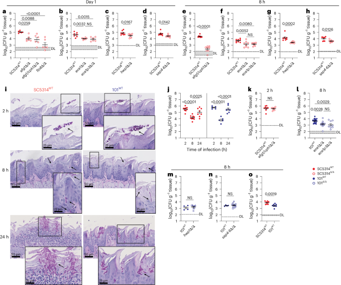 Fig. 1: Filamentation and hyphae-associated genes are required for C. albicans oral colonization.