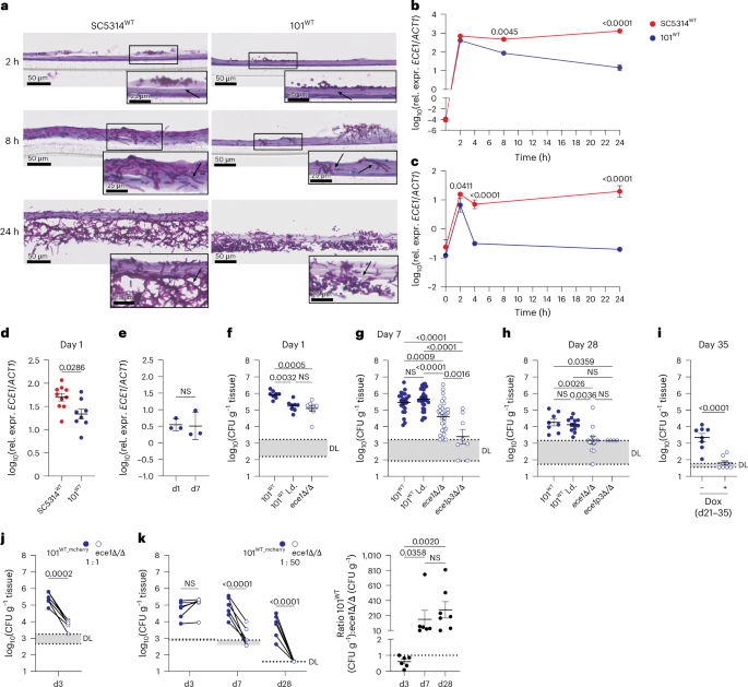 Fig. 2: Low-virulent C. albicans acquires hallmarks of virulence for the establishment and maintenance of oral colonization.