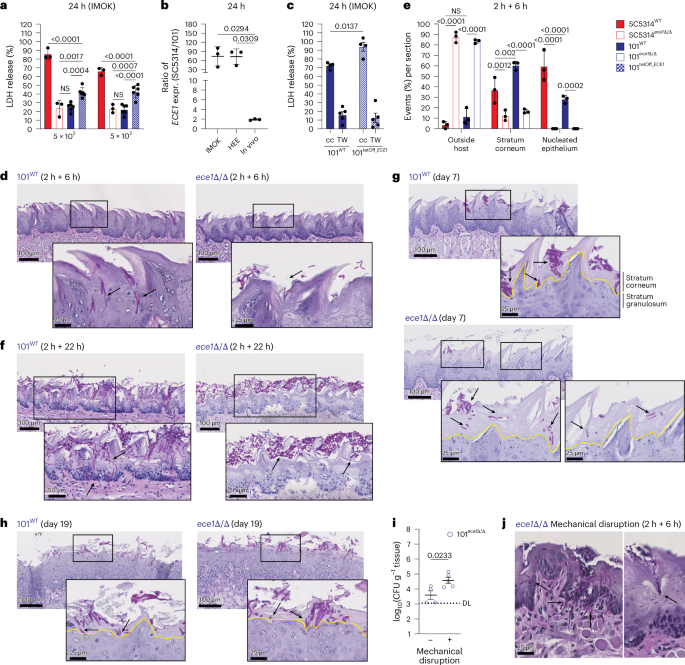 Fig. 4: Candidalysin promotes oral colonization by enabling C. albicans to overcome the barrier of the stratum corneum.