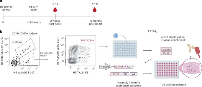 Fig. 1: Isolation of H5 TX/24 specific antibodies.