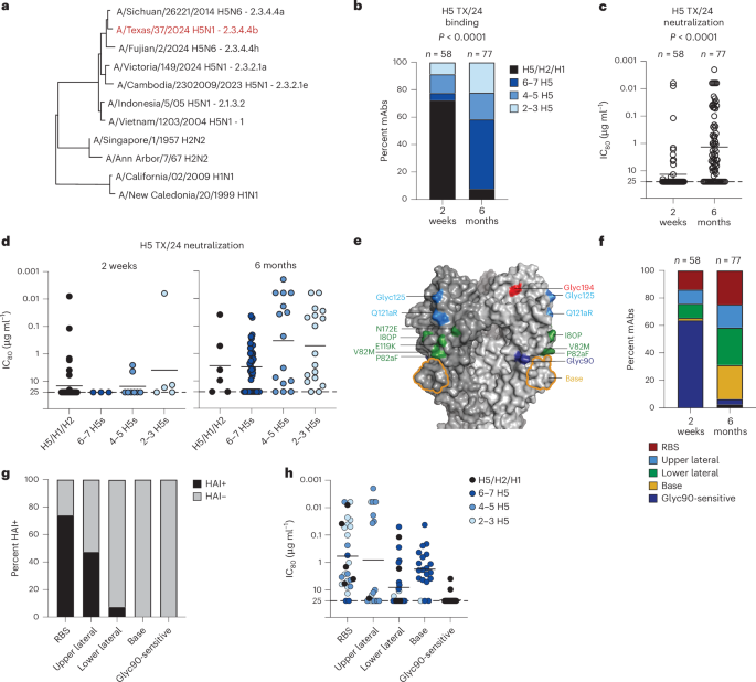 Fig. 2: Characterization of H5 TX/24 specific antibodies.