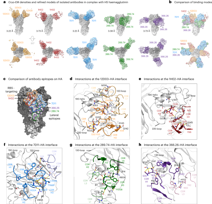 Fig. 4: Cryo-EM structures of H5N1 HA in complex with Fabs.