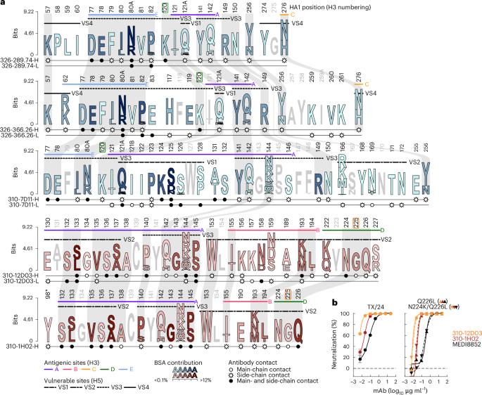 Fig. 5: Sequence conservation and mutation tolerability of the epitopes targeted by top mAbs.