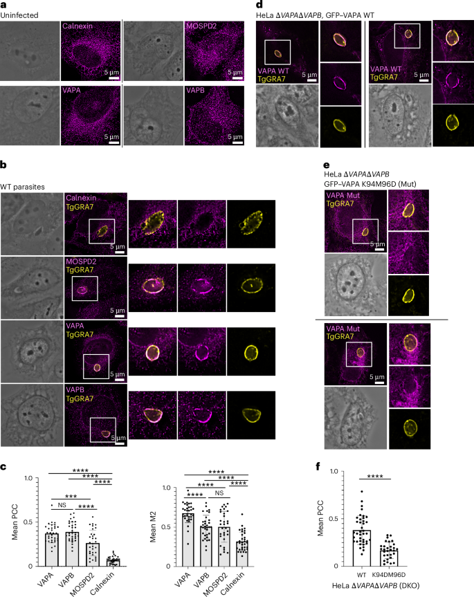 Fig. 1: PV recruitment of mammalian MCS proteins.