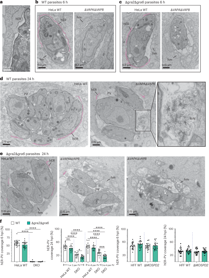 Fig. 2: PV-associated hER and mitochondria in infected VAP DKO cells.