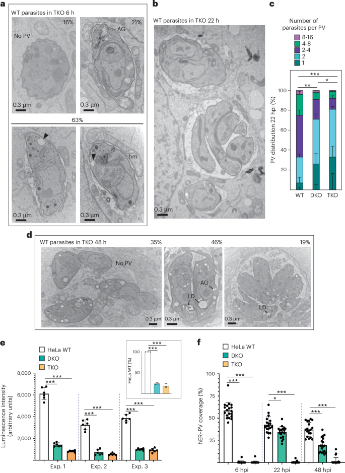 Fig. 4: Parasite growth defects in cell lines deficient in VAPA, VAPB and MOSPD2.