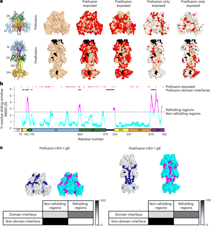 Fig. 4: Virtually all accessible surfaces on prefusion HSV-1 gB are present on postfusion gB, with refolding regions segregated to domain interfaces.