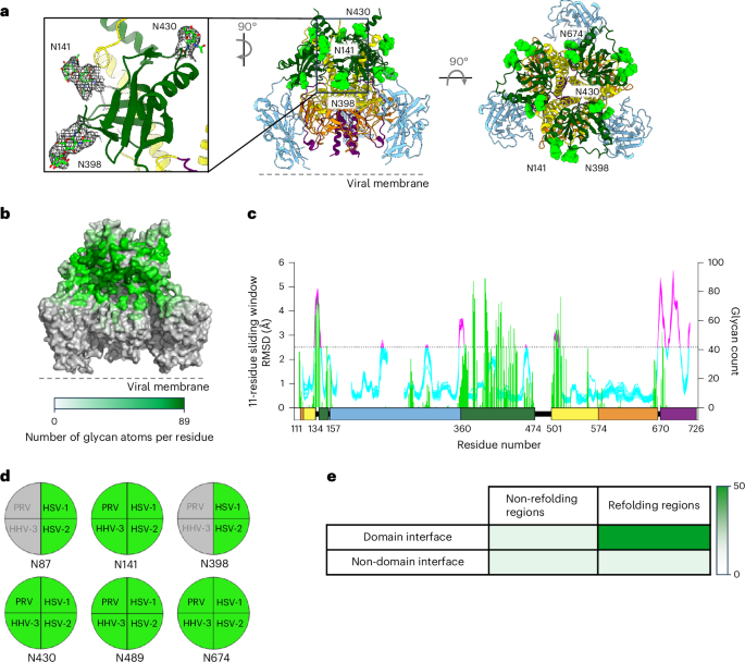 Fig. 5: Glycan shielding of the gB apex, leaving DI and DIV unencumbered.