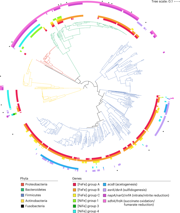 Fig. 2: Phylogenomic tree showing distribution of hydrogenase genes among 812 bacterial isolates from the human gut.