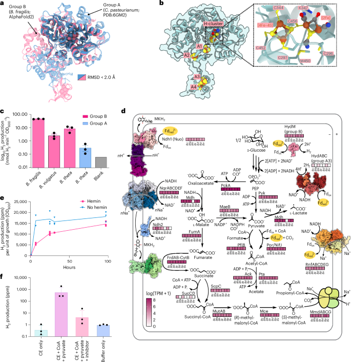 Fig. 4: Metabolic integration, predicted structure and biochemical activity of the group B [FeFe]-hydrogenases from Bacteroides.